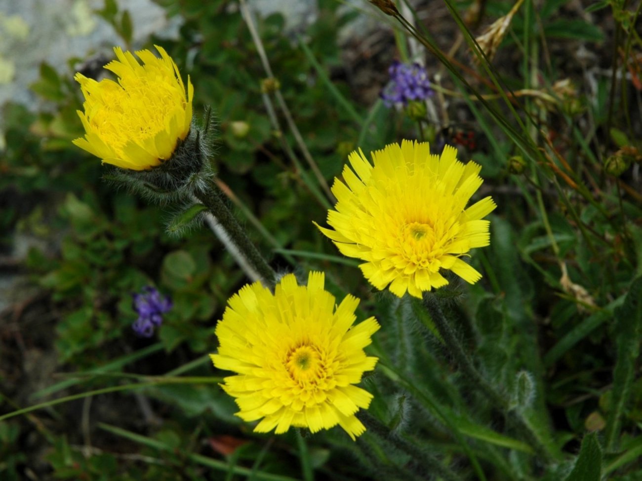 Hieracium alpinum / Sparviere alpino